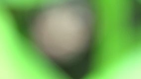 Blurred green nature background. Macro of bright leaves moving and light orb swaying. Full HD.