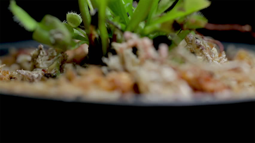 Jib shot of a Venus fly traps leaves on a black background. Carnivorous plants that catch and eat insects. Killer botany. Nature close up. 