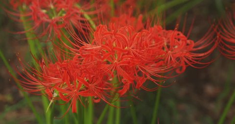 Featured image of post Red Spider Lily Wallpaper 4K - 3.4 out of 5 stars 178 ratings.