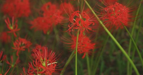 Featured image of post Red Spider Lily Wallpaper 4K - Freshwallpapers provides you the latest wallpapers for computer, mobiles, smart phones (android,iphone and windows) of.