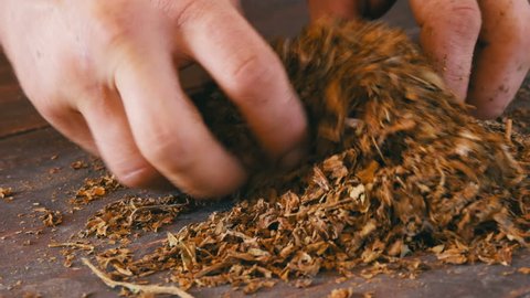 Male hands crumple dry leaves of tobacco on the table