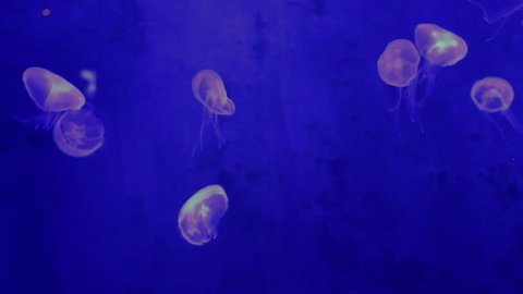 moving jelly fish with blacklight in water