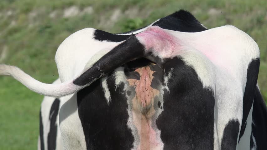 Cow Butt On Meadow Stock Footage Video 100 Royalty Free 1018269442 Shutterstock