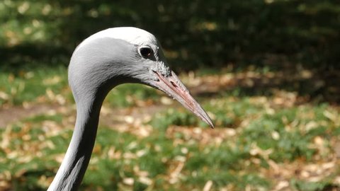 A blue crane, or Stanley crane, looks to the right, then turns right and looks away from the camera. Close up of head, with shallow depth of field.