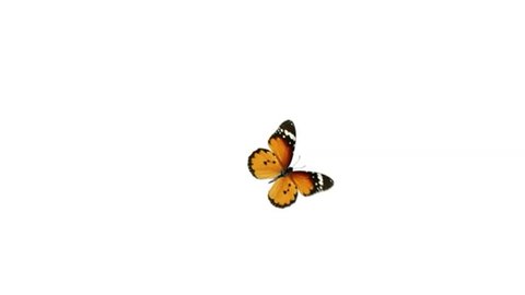 flight with stops monarch butterfly with alpha channel