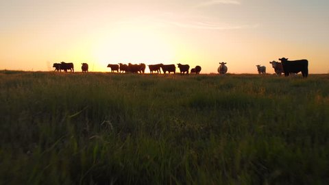AERIAL, LENS FLARE: Warm evening sun rays shine on herd of cows grazing in grassy countryside. Picturesque view of the vast rural landscape surrounding the calm cattle. Spectacular Californian sunset.
