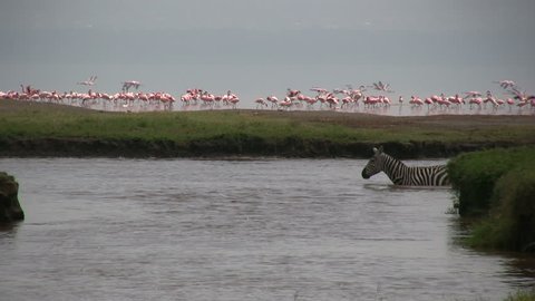 
Zebras cross a river with flamingos in the background.
