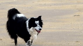 a border collie on a beach on the east coast of Scotland, dog running and playing in slow motion 4k resolution on a beach.