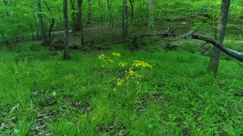 Cluster of Yellow Flowers Blowing in a Green Forest Clearing