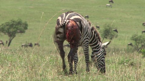 A badly wounded zebra grazing in the field.
