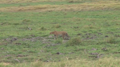 A serval cat walks past a hippo in the swamps of amboseli.
