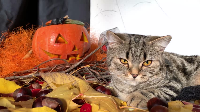 Motion Halloween Decorations