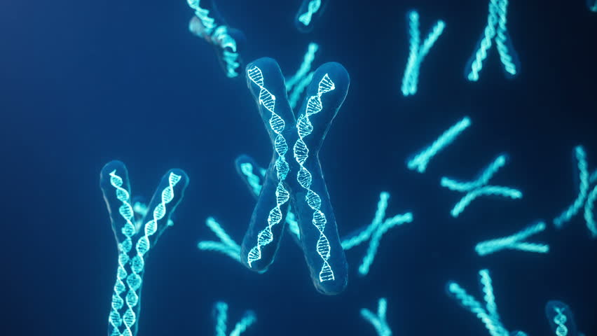 X and Y Chromosome on blue background. Chromosomes with DNA helix inside under microscope. Human chromosome. Illustration X and Y chromosome. Encoded genetic code. | Shutterstock HD Video #1018300636