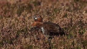A stunning Red grouse (Lagopus lagopus) preening itself in the heather in the Highlands of Scotland.