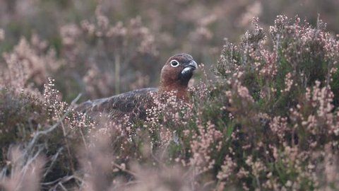 A stunning Red grouse (Lagopus lagopus) feeding on heather in the Highlands of Scotland on a rainy windy day.