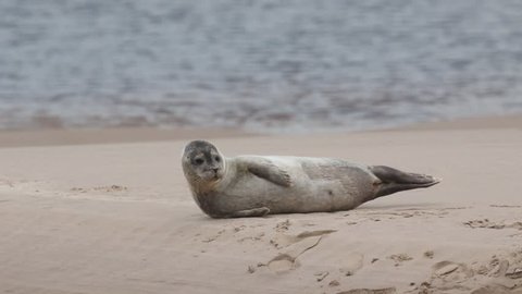 37+ Fluffy Harbor Seal Pup Pics