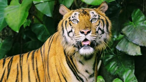 Close up of Indochinese Tiger with licking its lips and green leaf background.