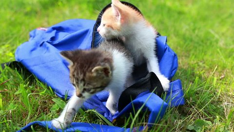 Two cute kittens looking from the bag the first time outdoors. Adorable kitty on the grass. Animal and nature