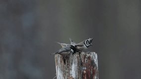 Coal Tits (Periparus ater) and a rare Crested Tit (Lophophanes cristatus) flying to a wooden post and feeding on seeds in the Abernathy forest in the highlands of Scotland. 