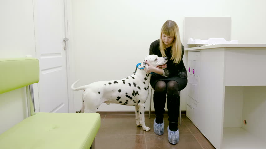 Young pretty woman and her dalmatian dog having an appointment with veterinarian in a veterinary clinic. 4K