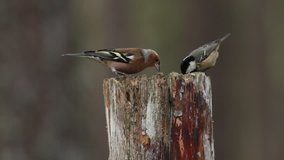 Coal Tits (Periparus ater) and a Chaffinch (Fringilla coelebs) flying to a wooden post and feeding on seeds in the Abernathy forest in Scotland.
