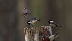 Coal Tits (Periparus ater) and a rare Crested Tit (Lophophanes cristatus) flying to a wooden post and feeding on seeds in the Abernathy forest in the highlands of Scotland. 