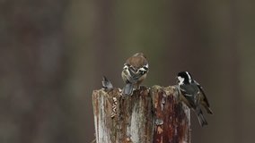 Coal Tits (Periparus ater) a Crested Tit (Lophophanes cristatus) and a Chaffinch (Fringilla coelebs) flying to a wooden post and feeding on seeds in the Abernathy forest in the highlands of Scotland.