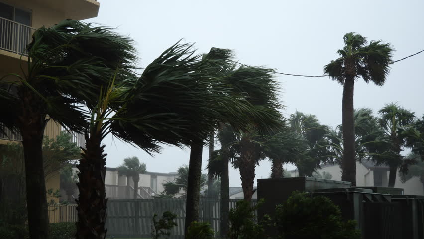 Hurricane Michael Blows Palm Trees Royalty-Free Stock Footage #1018307398
