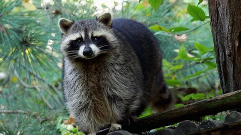 Raccoon (Procyon lotor) and trees in background. Also known as the North American raccoon.