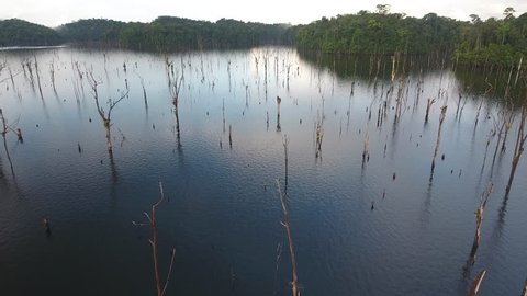 Dead trees immersed in a man made lake in Guiana. Petit Saut dam Aerial view 
