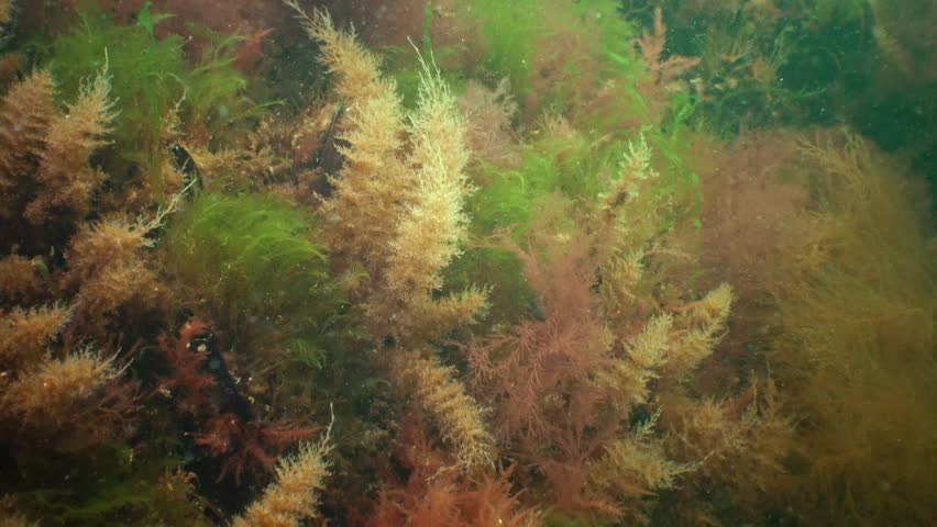 Obelia dichotoma. Obelia has a worldwide distribution except the high-arctic and Antarctic seas. Colonies of Bell Hydroid 