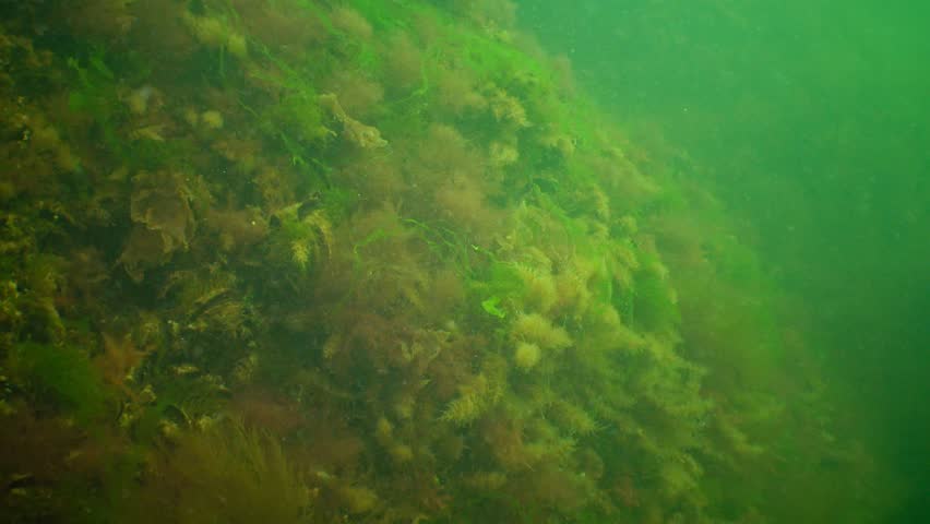Obelia dichotoma. Obelia has a worldwide distribution except the high-arctic and Antarctic seas. Colonies of Bell Hydroid 