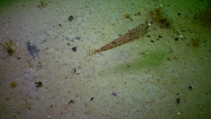 Callionymus Risso, Rissos Dragonet, is Stock Footage Video (100% ...