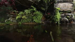 The Small Pond and koi fishes in the Thailand forest 