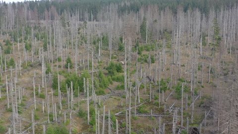 Forest Destroyed From Bark Beetle Infestation Causing Deforestation Seen From an Aerial View