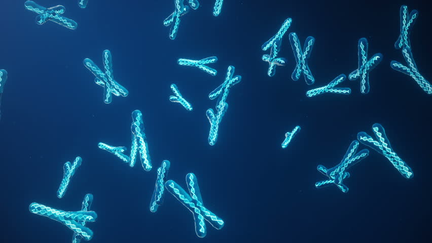 X and Y Chromosome on blue background. Chromosomes with DNA helix inside under microscope. Human chromosome. Illustration X and Y chromosome. Encoded genetic code. | Shutterstock HD Video #1018318825