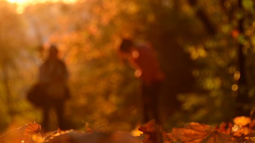 Sunset in autumn park