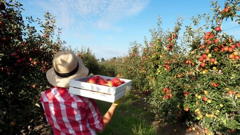 in the sun's rays, female farmer in plaid shirt and hat walks between the rows of apple trees. she holds box with fresh juicy, selective apples. back view. red apple harvest in the garden, on the farm