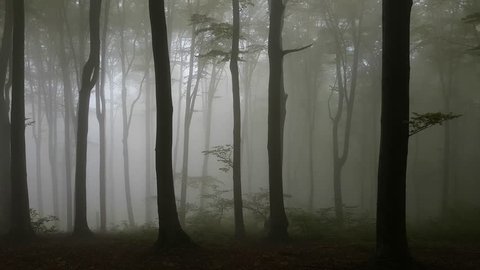 Walk along dark tree silhouettes in creepy foggy forest