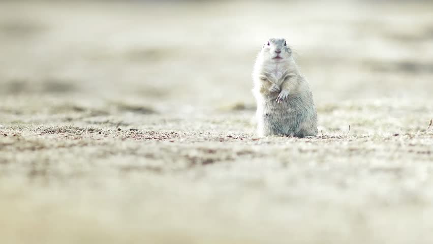 Cute Ground squirrel