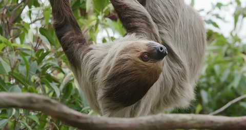 Sloth on tree