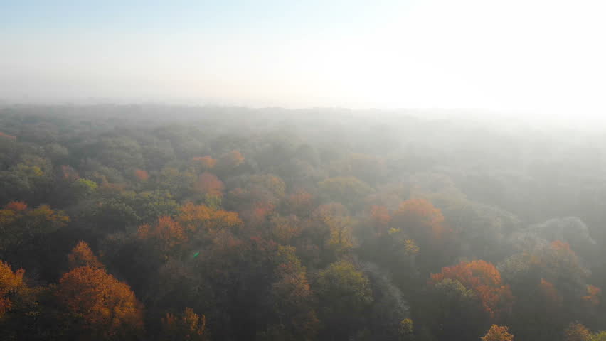 camera moving above the trees in the green forest in a foggy morning (aerial view)