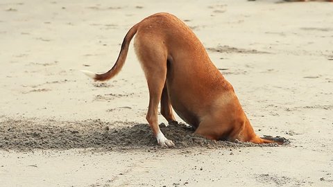 Dog digging sand on the beach
