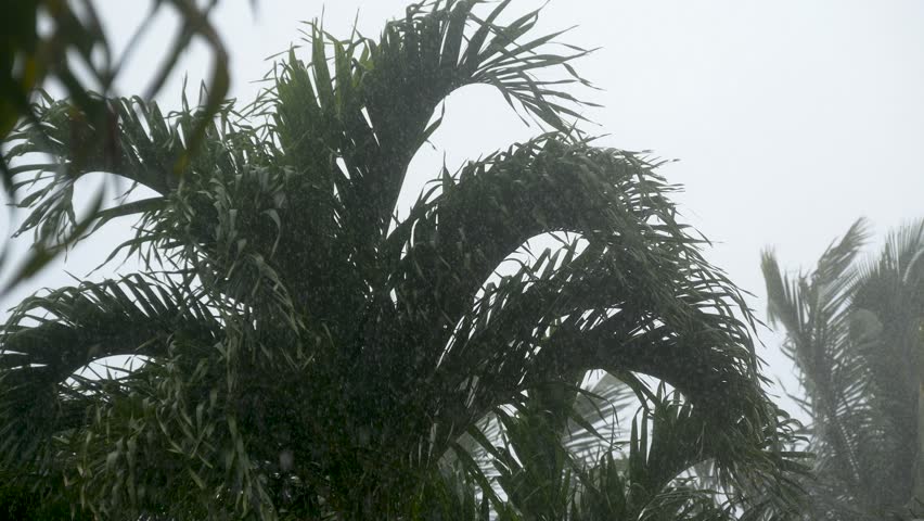 Torrential rain close up of a palm tree on a tropical island