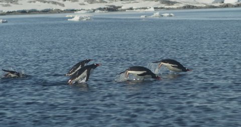 Beautiful slow motion footage of penguins porpoising out of the water in a group. Shot in Antarctica amongst a backdrop of ice bergs. Shot on RED Epic Dragon.