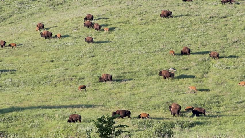 A herd of bison cross a large meadow in South Dakota.