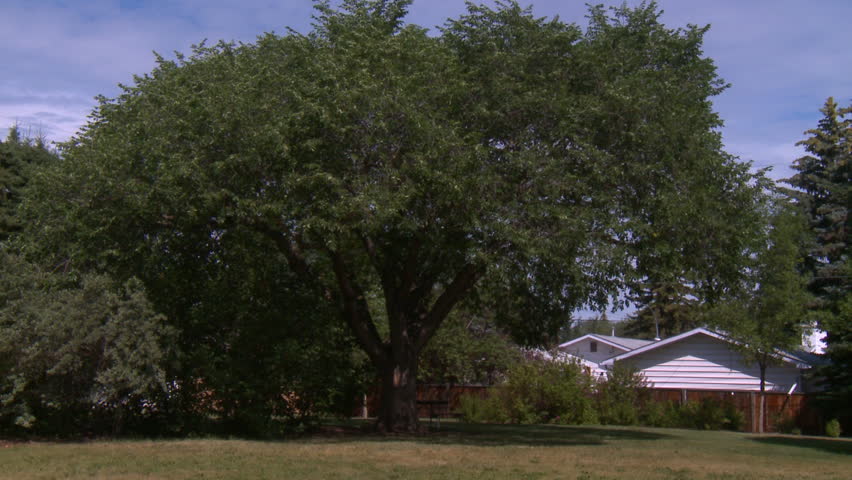 Large tree stands in public park.