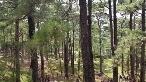 A park full of trees in Baguio, Philippines. Slow pan