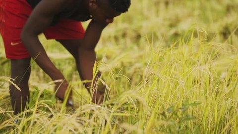 Antandrokomby , Madagascar - 04 30 2018: African farmer is cutting rice with a scythe.