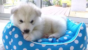 Little siberian husky puppy lying and play on the bed in home.
